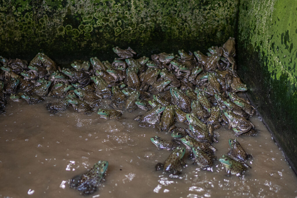 Bullfrogs used for breeding at a frog farm