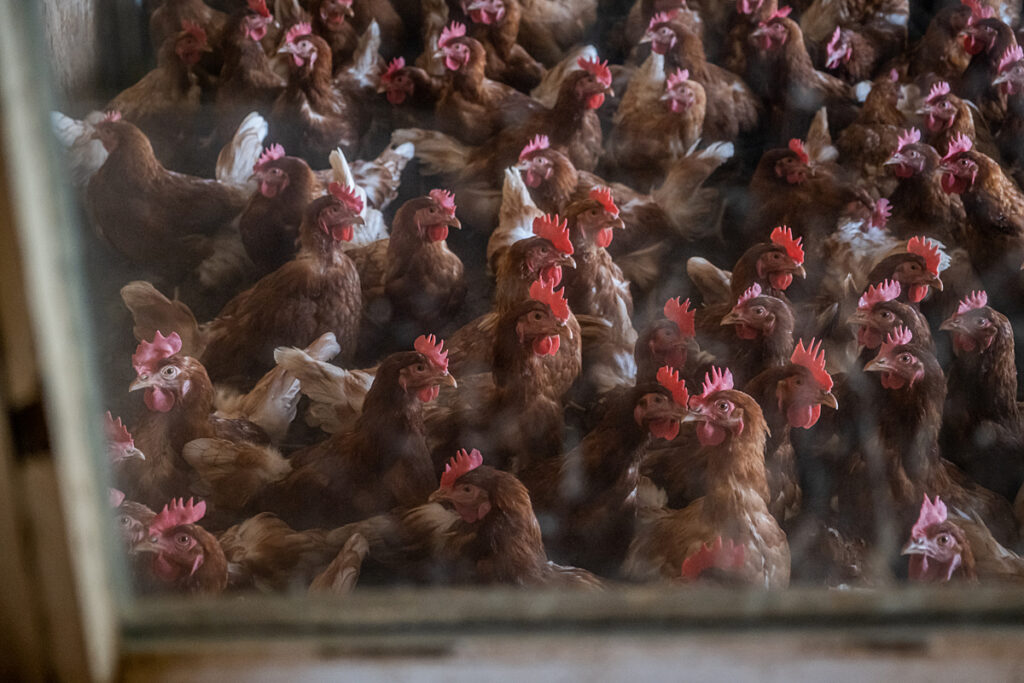Crowded hens at the Naturhof Waltwil organic egg farm in Switzerland 