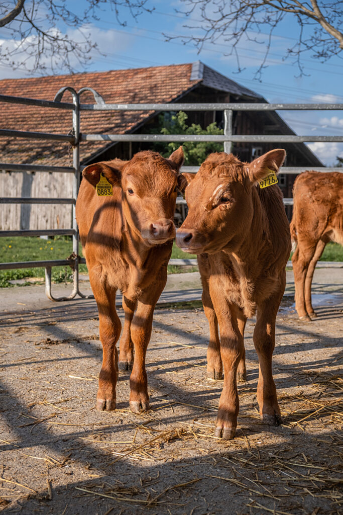 Two young calves at a farm between Lucerne and Bern in Switzerland. Their meat will not require animal welfare labels despite isolation and early separation from their mothers